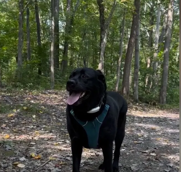 Luna the service dog